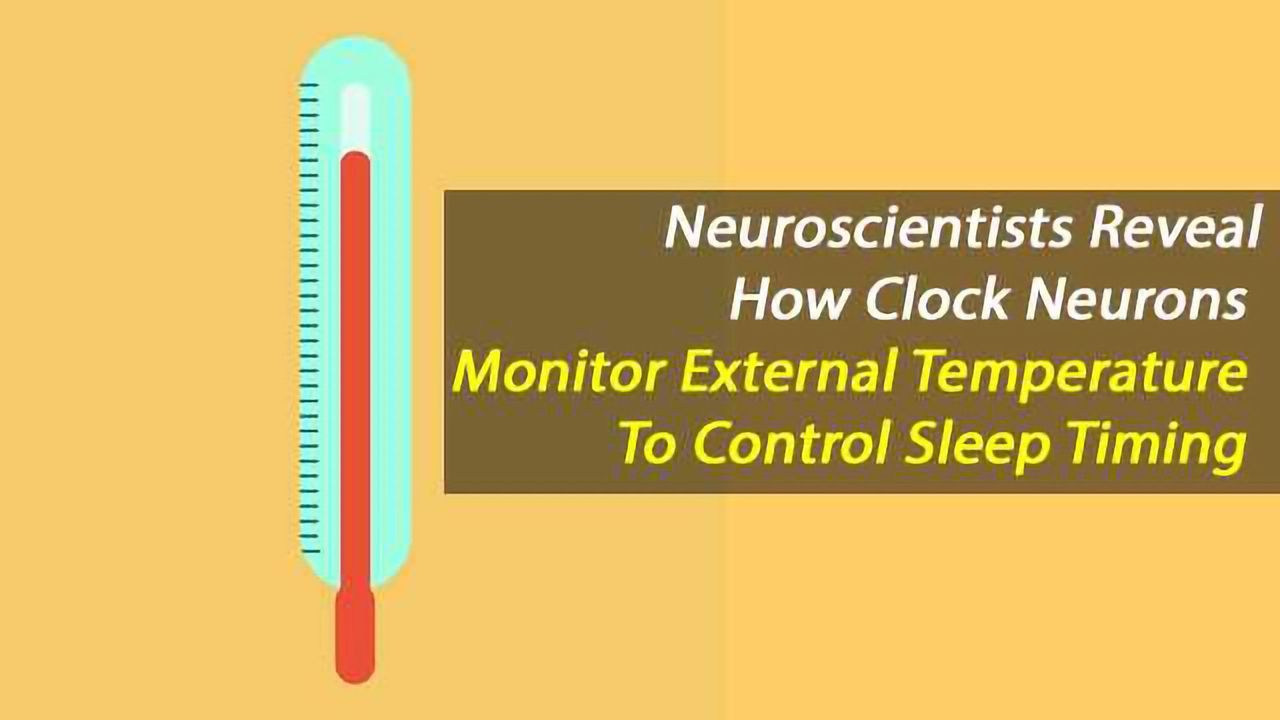 Clock Neurons Constantly Monitor Environmental Temperature To Control Sleep