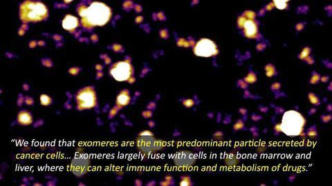 Discovery of Exomeres Could Help Reveal How Cancer Cells Spread