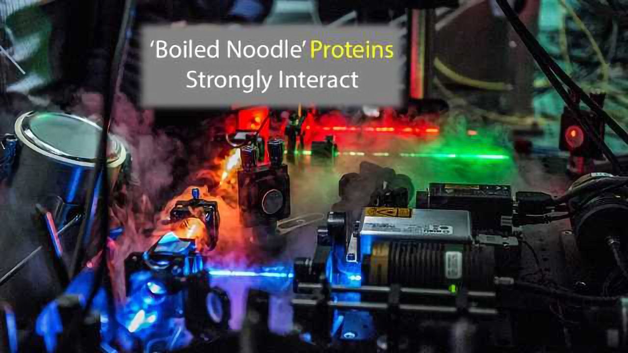 Interaction Mechanism for 'Boiled Noodle' Proteins Identified