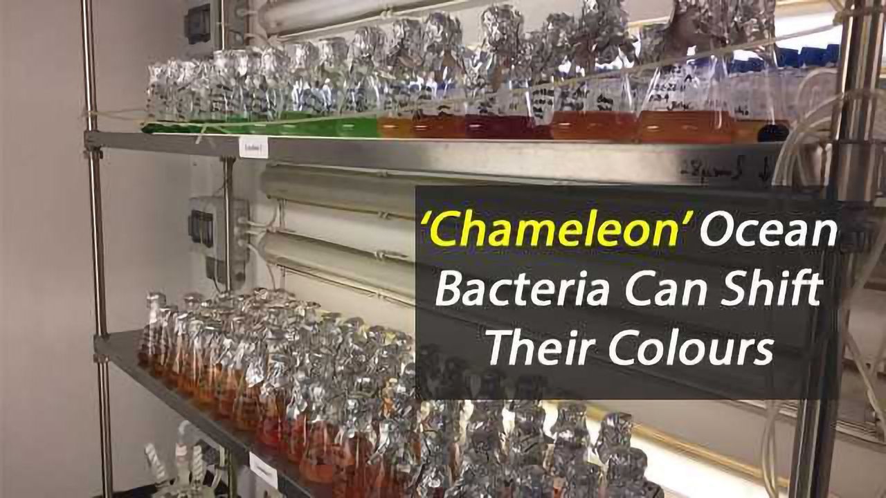Colour Changing Bacteria are ‘Chameleons’ of the Ocean