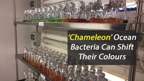 Colour Changing Bacteria are ‘Chameleons’ of the Ocean