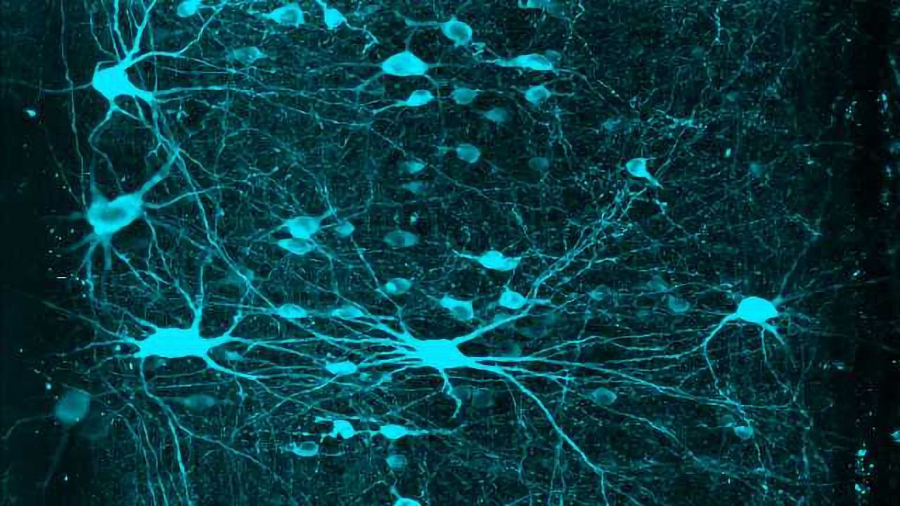 Graded Arrays of Spinal Neurons Help Our Brains Tell Our Limbs Apart