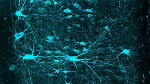 Graded Arrays of Spinal Neurons Help Our Brains Tell Our Limbs Apart