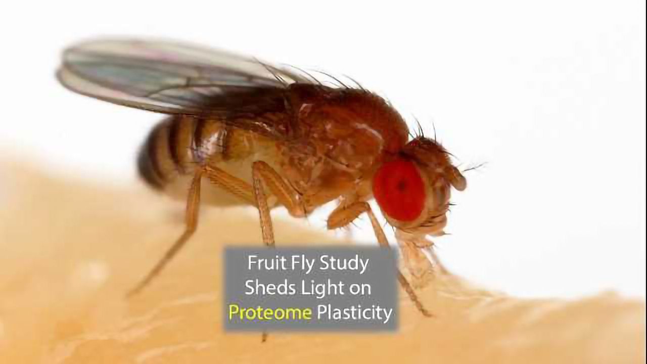 Fly Cross-Breed Study Exposes Proteome Plasticity