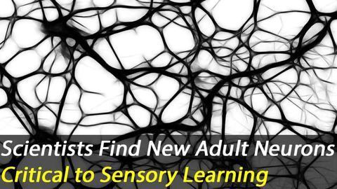 New Neurons Generated in Adult Brains Are Important for Sensory Learning