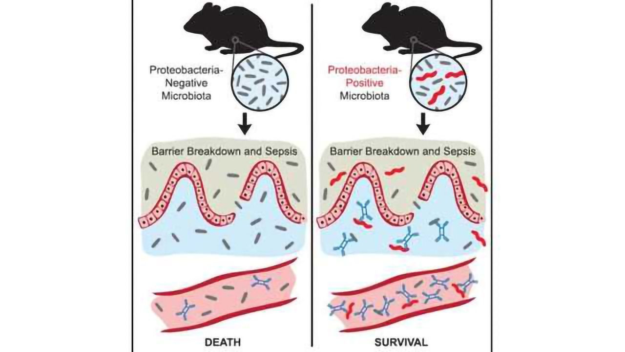Gut Bacteria Latest Ally in Fight Against Sepsis