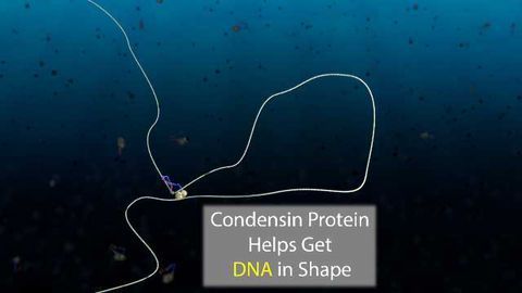 Microscopic Movie Shows How DNA Gets in Shape