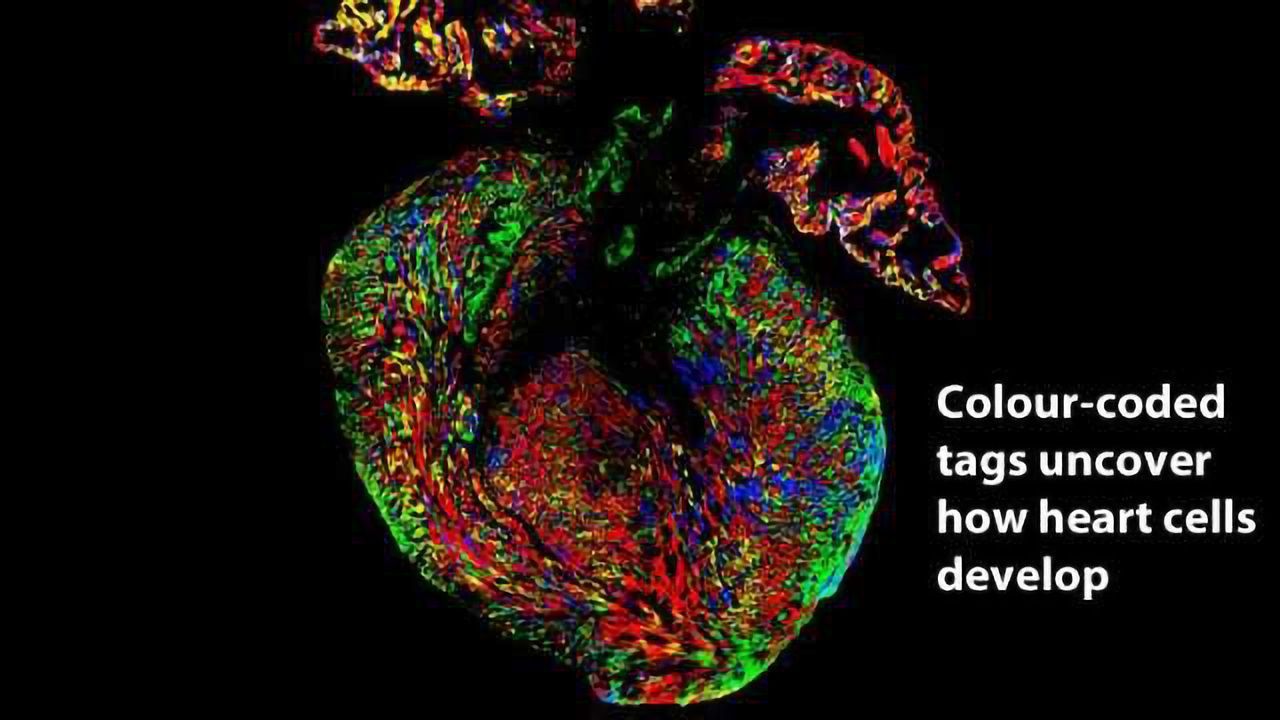 Cardiomyocytes Arise from Stem Cell-Like Precursor Cells