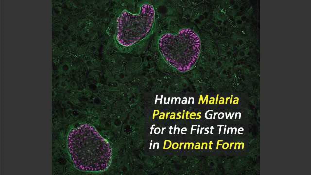 Human Malaria Parasites Grown for the First Time in Dormant Form