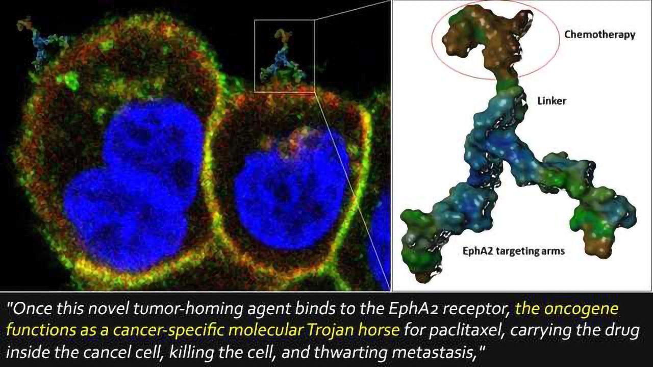 Molecular Trojan Horse Delivers Chemo Drug to Cancer Cells
