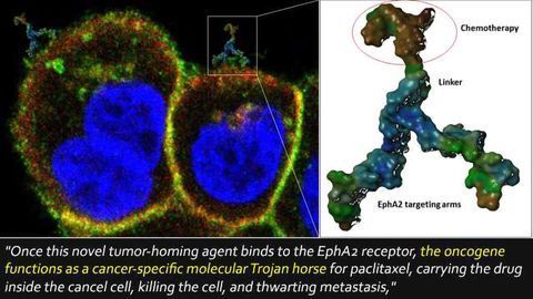 Molecular Trojan Horse Delivers Chemo Drug to Cancer Cells