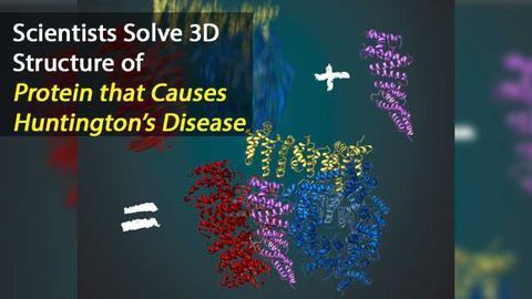 3-D Structure of Huntingtin Protein Solved with Cryo-EM