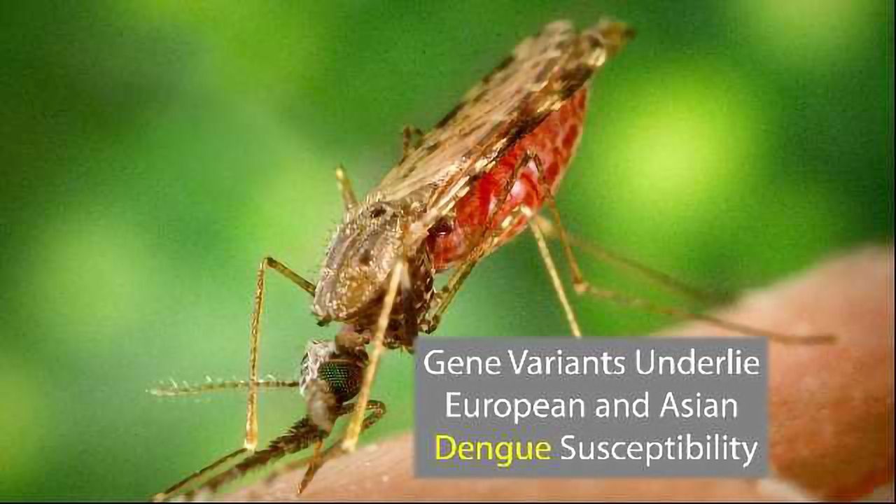 European and Asian Susceptibility to Dengue Due to Gene Variants