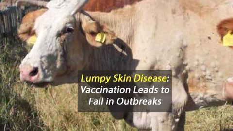 Vaccination Leads to Dramatic Decline in Outbreaks of Lumpy Skin Disease