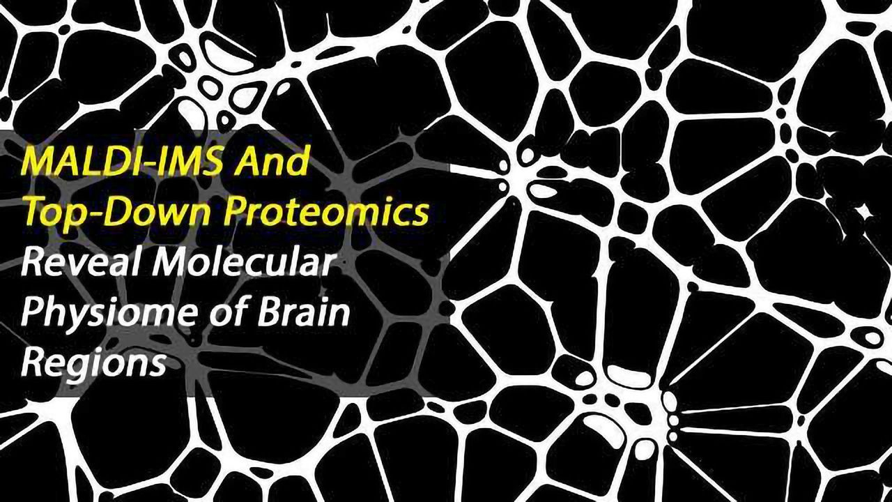 Molecular Physiome of Brain Regions Identified Using Top-Down Proteomics and MALDI Imaging Mass Spectrometry