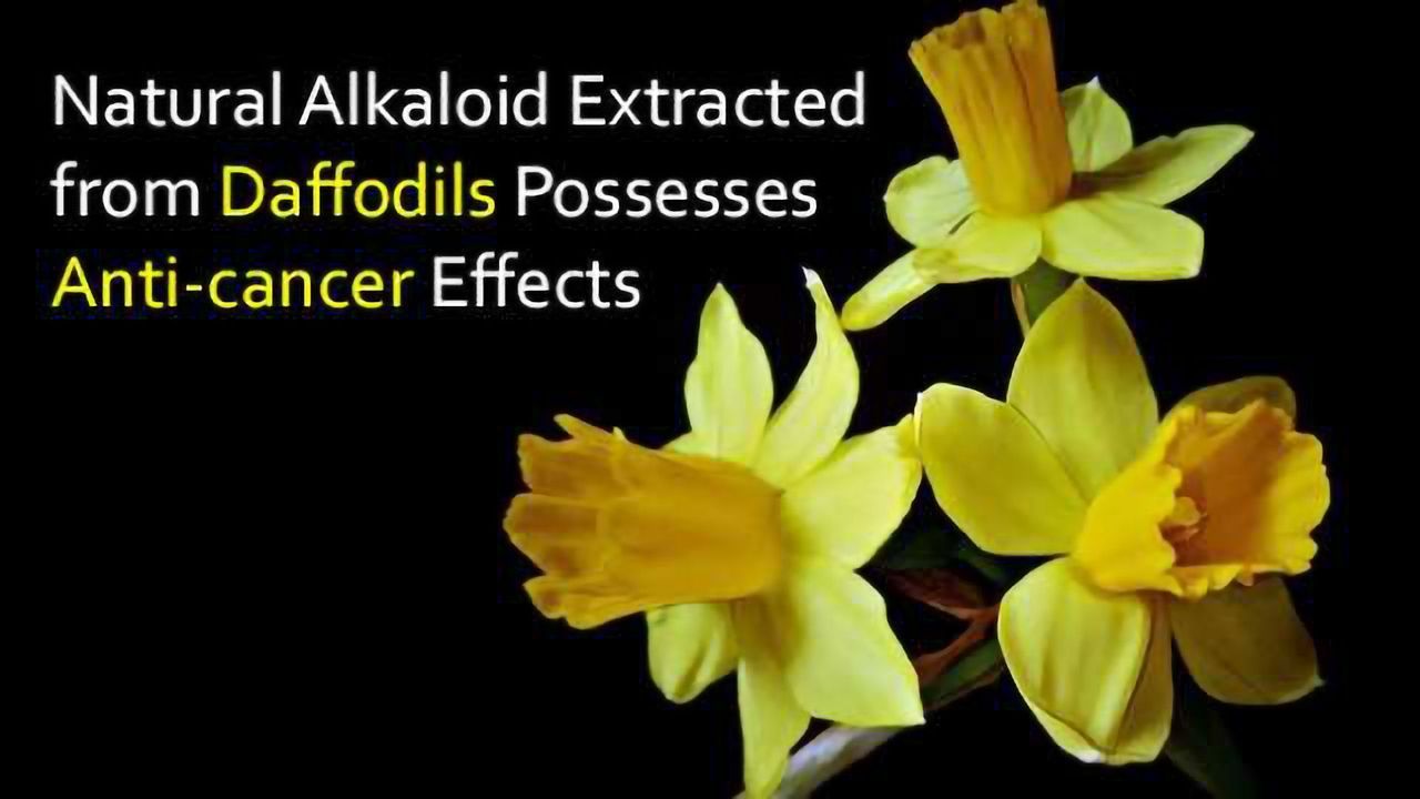 Could Daffodils Help Treat Cancer?
