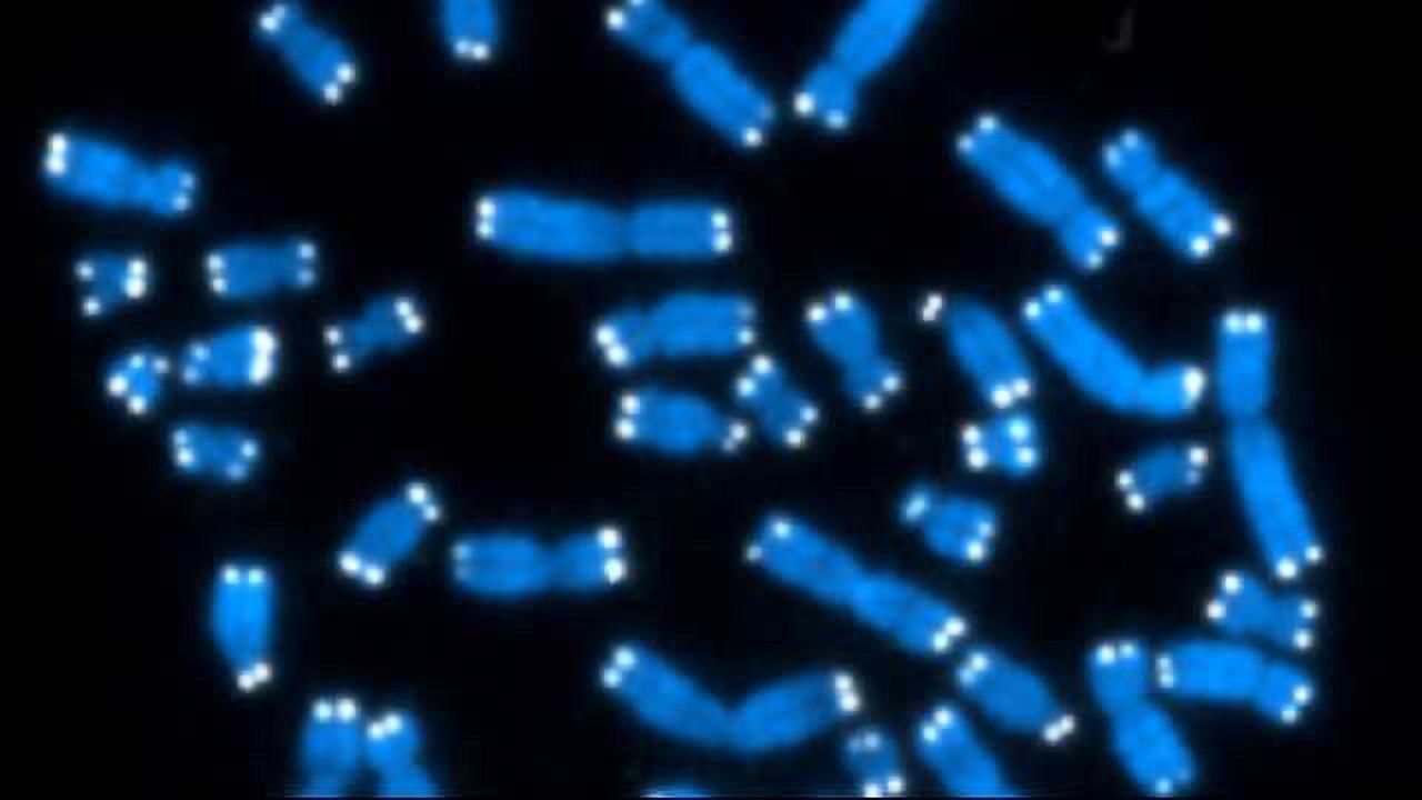 Accurate Telomere Length Test Influences Treatment Decisions for Certain Diseases
