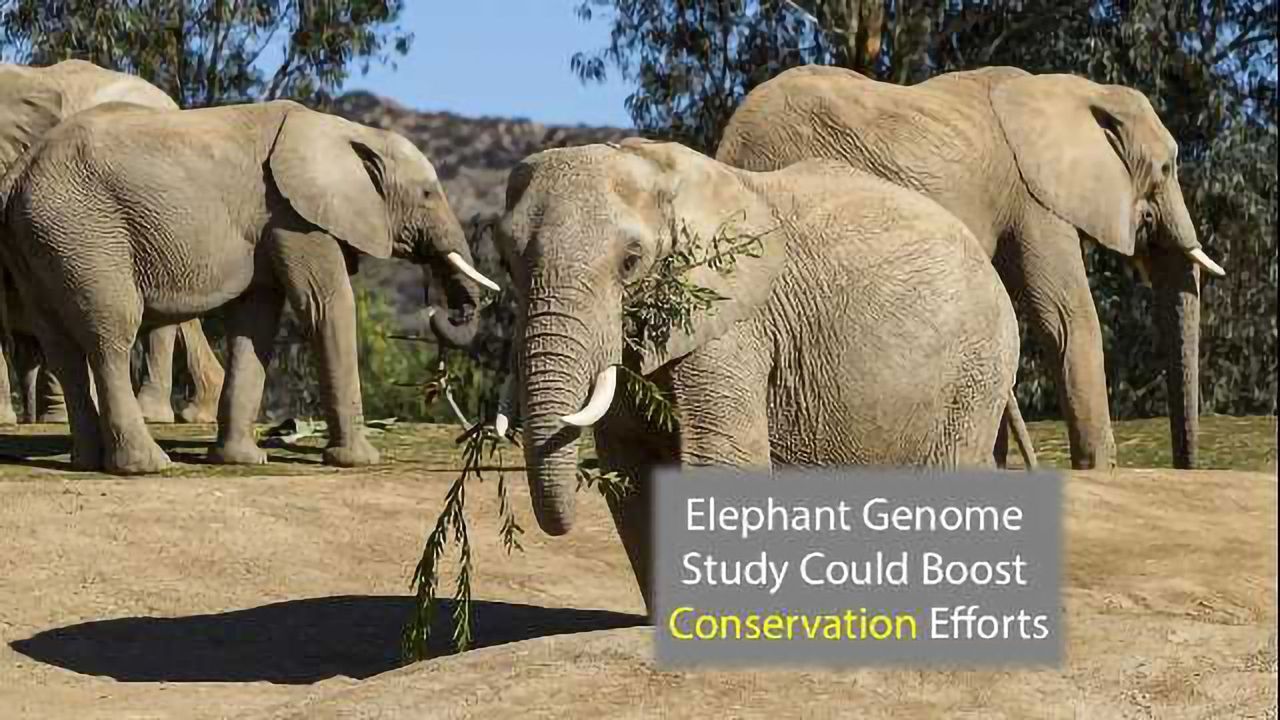 Elephant Genome Provides Evidence to Boost Conservation Efforts