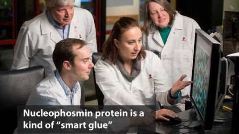 Key Inner Control Mechanism of Cell's 'Smart Glue' Revealed