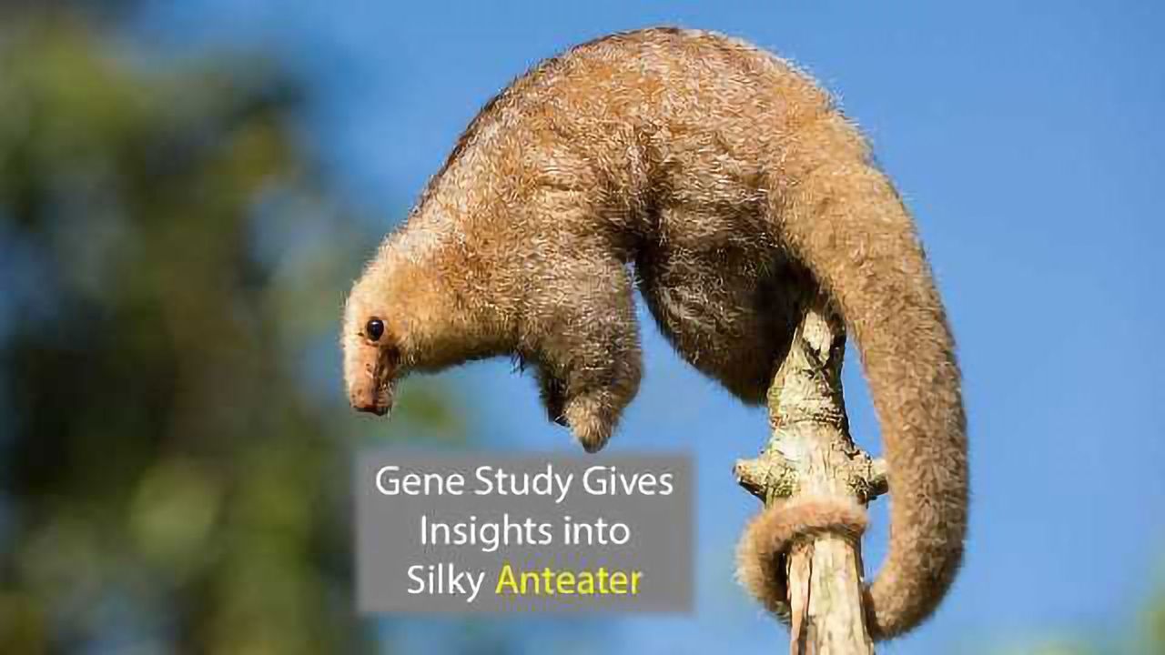 The Silky Seven: Genetic Analysis Reveals Anteater Species Diversity