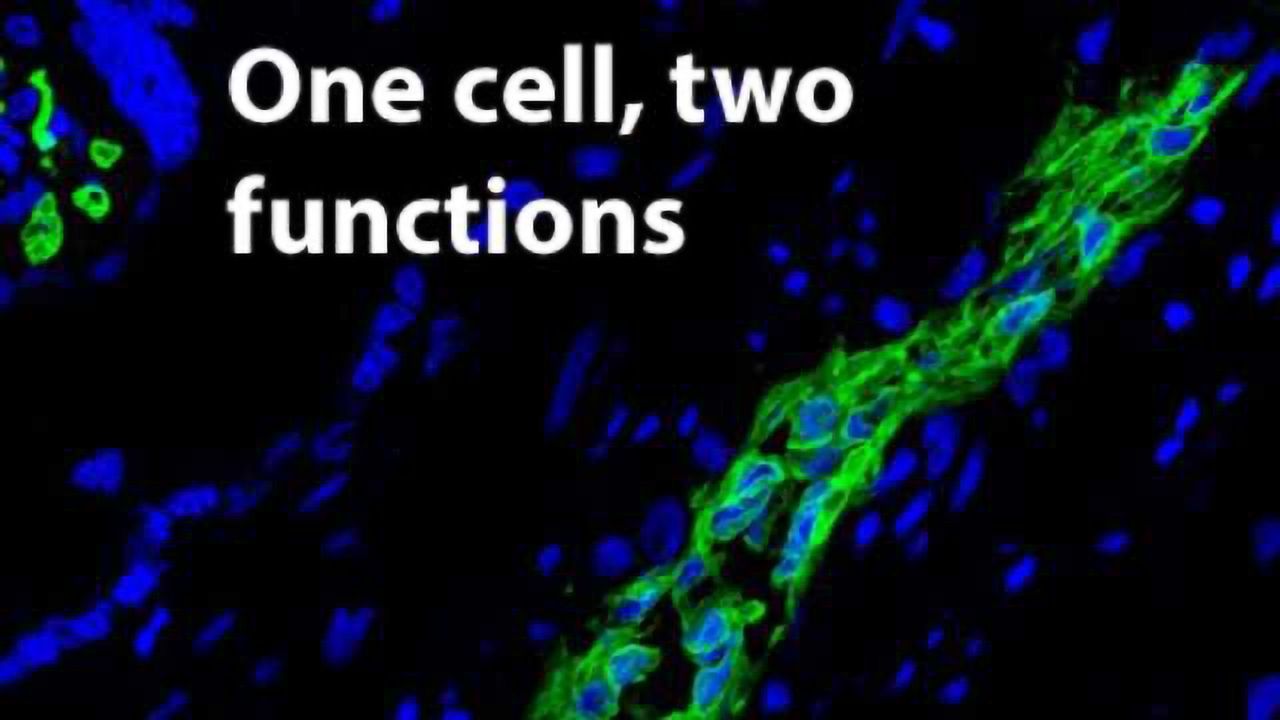 Human Placenta Stem Cells Hold a Dual Benefit