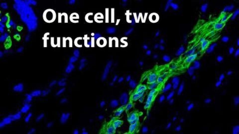 Human Placenta Stem Cells Hold a Dual Benefit