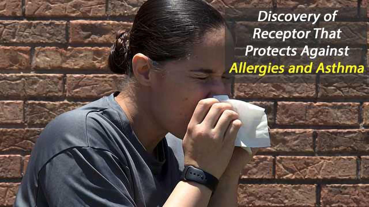 Discovery of Receptor That Protects Against Allergies and Asthma