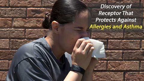 Discovery of Receptor That Protects Against Allergies and Asthma