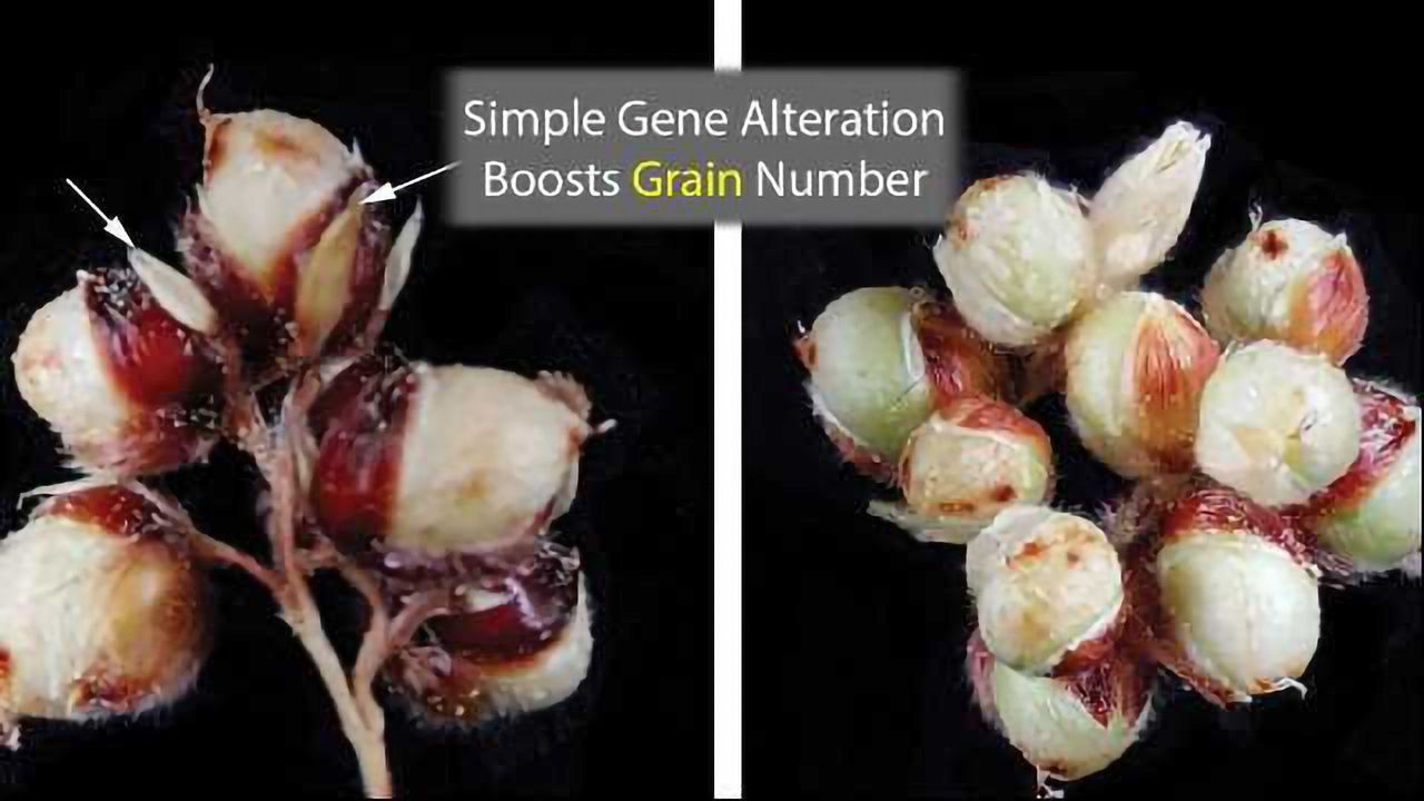 Sorghum's Grain Number Tripled by Simple Genetic Change