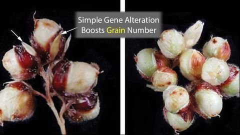 Sorghum's Grain Number Tripled by Simple Genetic Change
