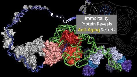 Immortality Protein Reveals Anti-Aging Secrets