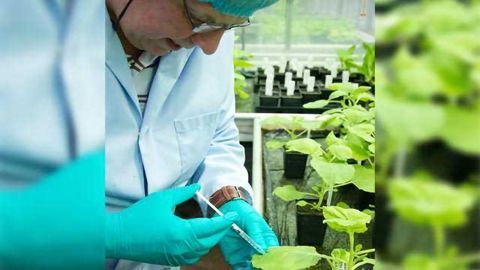 Tobacco Plants as Organic Mini Factories Producing Vaccines and New Drugs