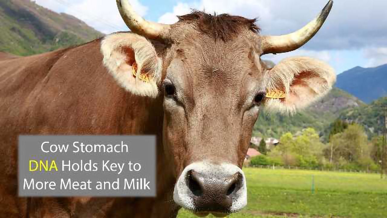 Cows' Guts Could Hold Secrets to More Meat and Milk