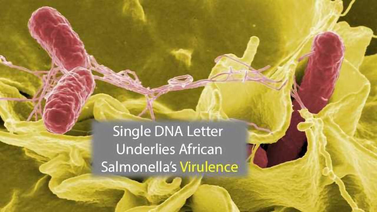 Single Letter of Genetic Code Makes African Salmonella More Deadly