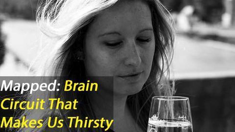 Hierarchical Arrangement of Neural Circuitry Governing Thirst