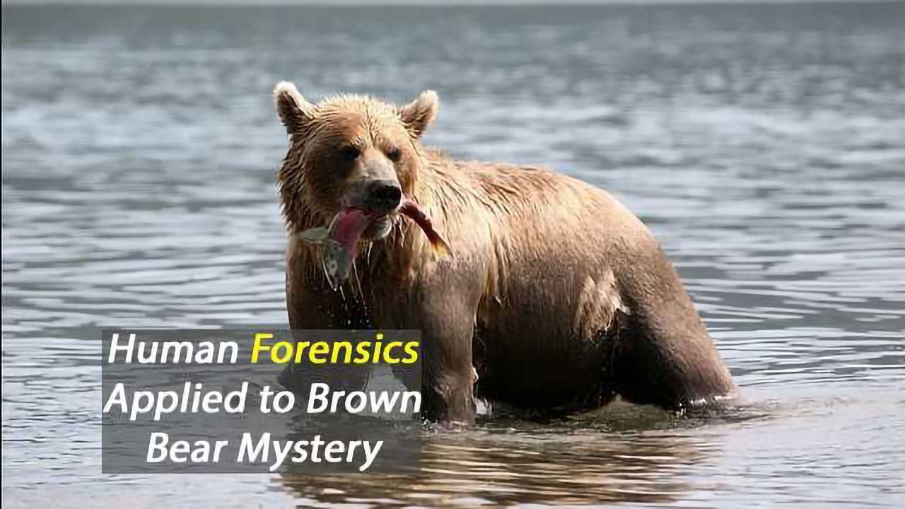 Forensic Technology Used to Genetically Document Infanticide in Brown Bears