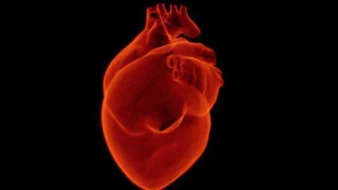 Unlocking a Cell’s Potential to Regenerate the Heart