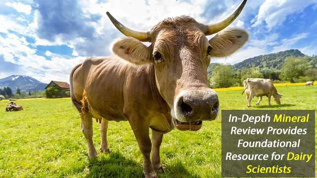 Vital Nutrients For Cattle Examined