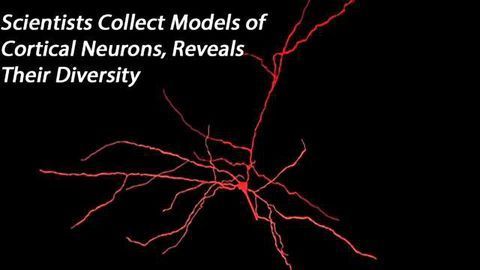 Improving Theoretical Neuroscience: Diversity of cortical neurons captured in comprehensive computer models