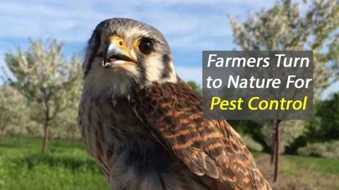 Nature Used to Reduce Pesticide Use