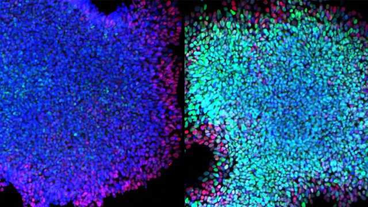 Missing Link Found Between Pathways Involved in Cell Development