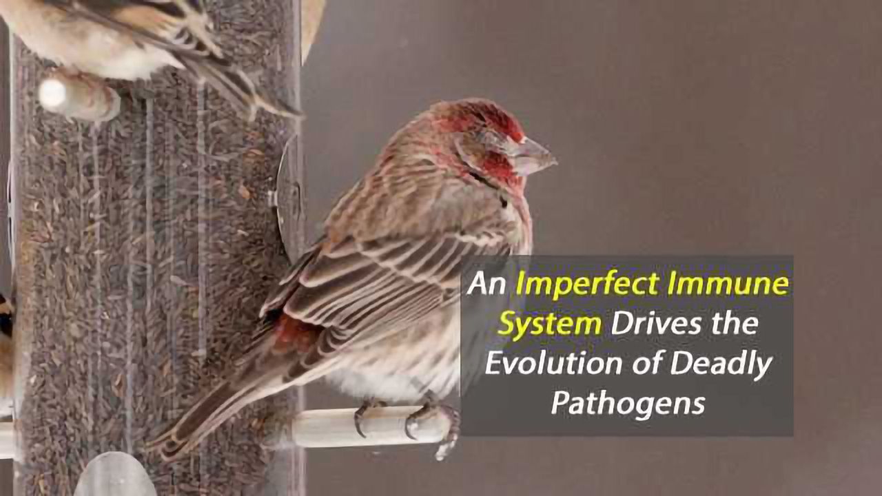 An Imperfect Immune System Drives the Evolution of Deadly Pathogens