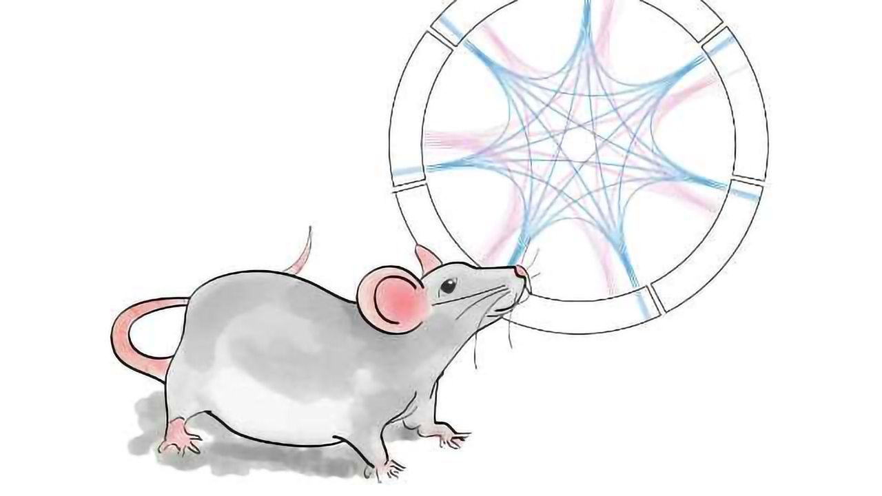 Networks of Brain Activity Predict Vulnerability to Depression