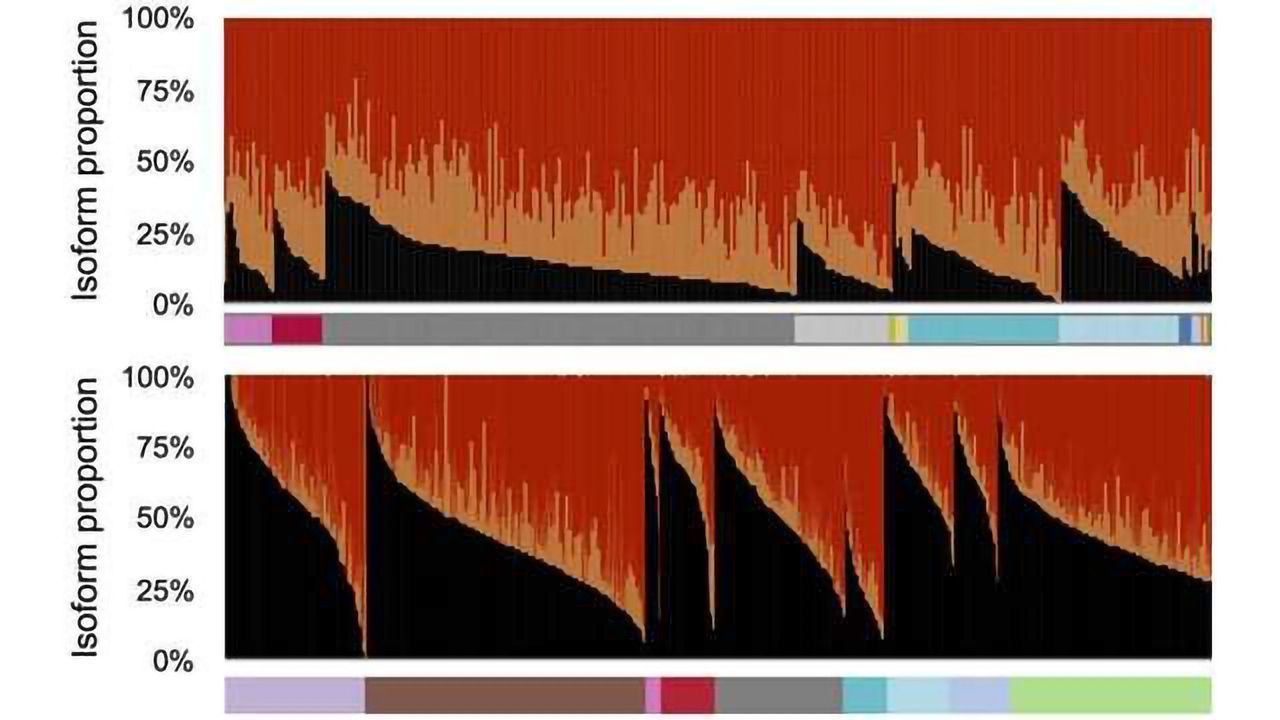 Liver Cancer: New Method Identifies Splicing Biomarkers