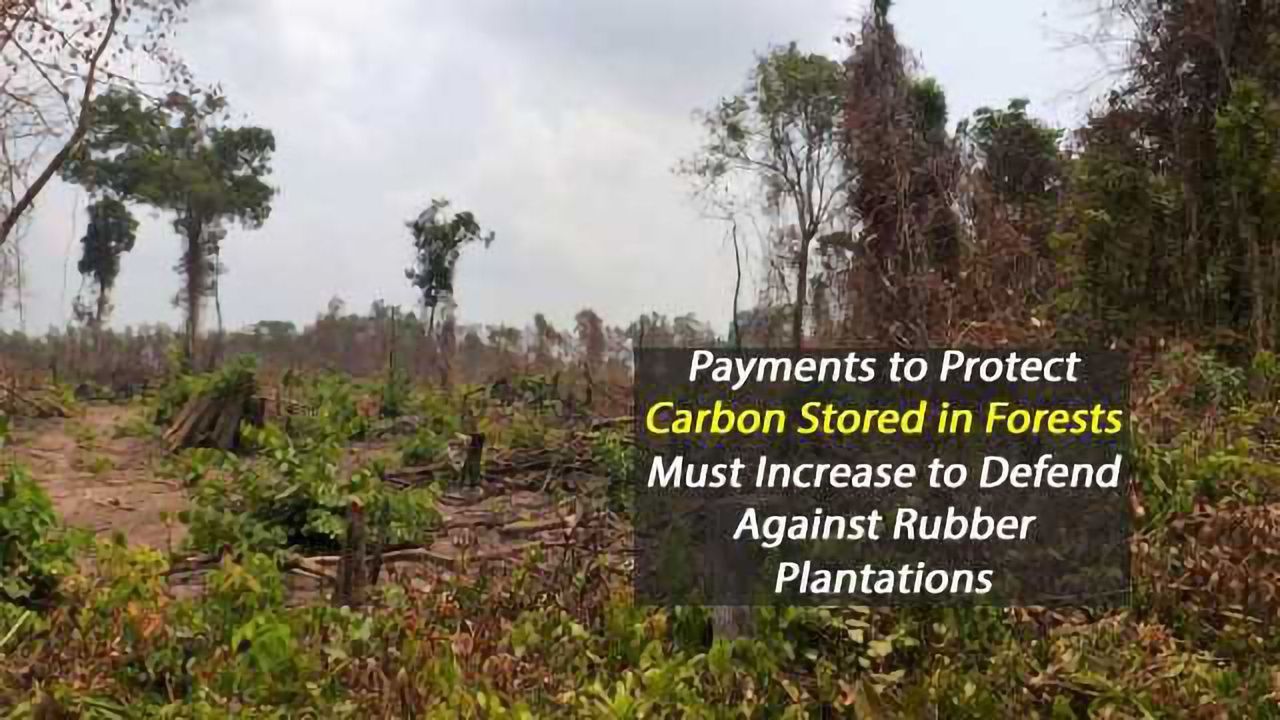 Forest Carbon Credits Insufficient to Protect Against Rubber Plantations