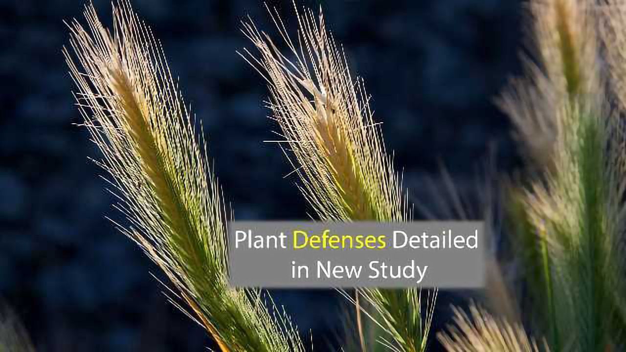 It's a Trap! Using Phylogenetics to Detail Plant Decoy Defenses