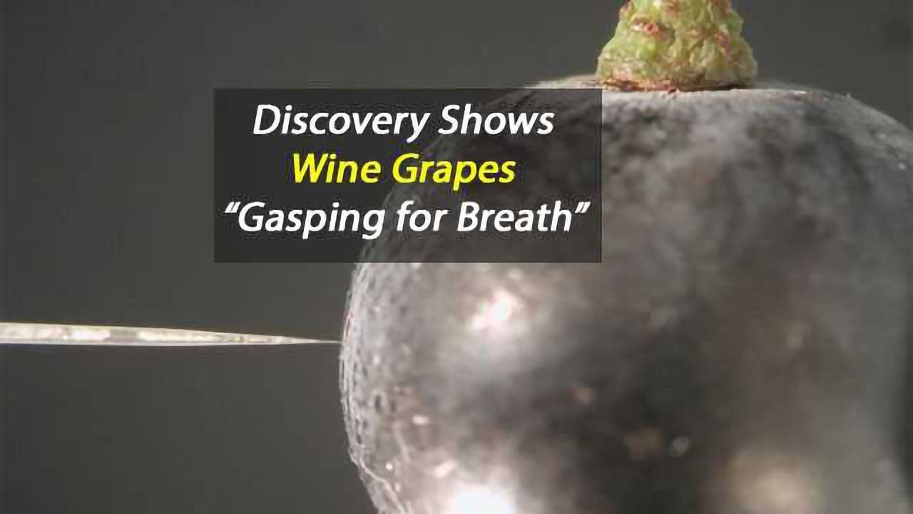 Wine Grapes "Gasp for Breath" in Low Oxygen