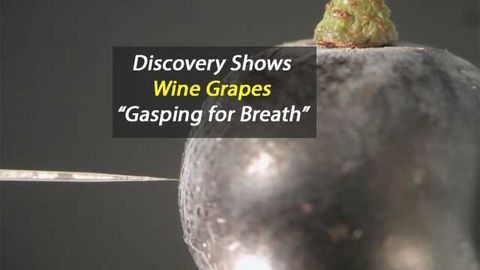 Wine Grapes "Gasp for Breath" in Low Oxygen