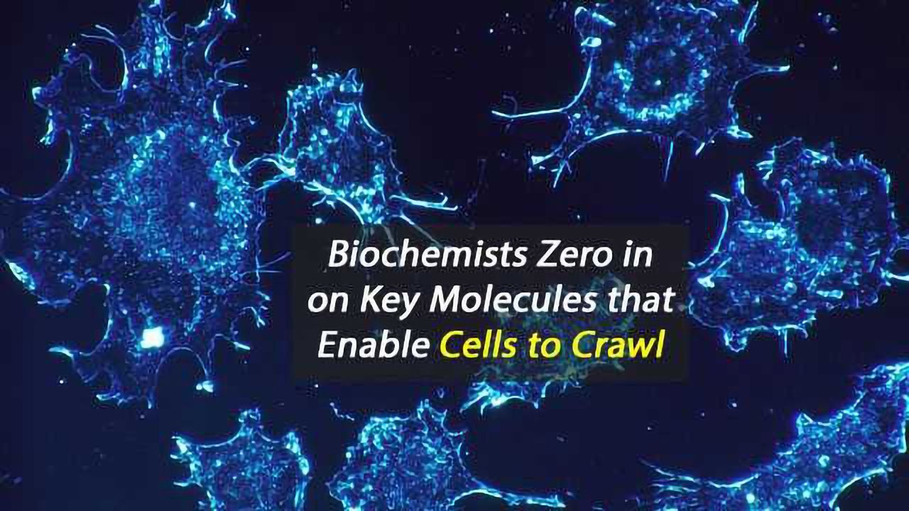 Biochemists Zero in on Key Molecules that Enable Cells to Crawl