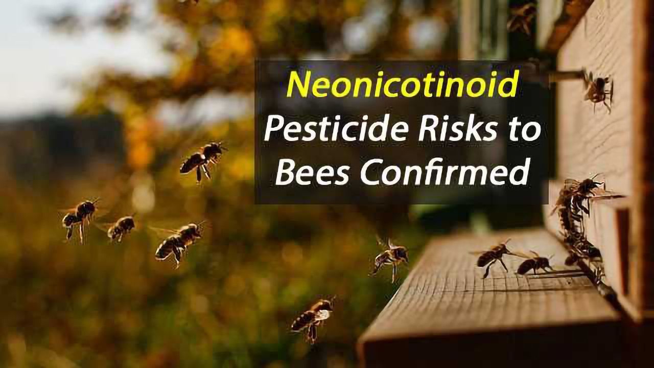 Risk to Bees from Neonicotinoid Pesticides Confirmed